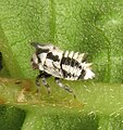 Ninfa de Enchenopa, especie no descrita en Juglans.