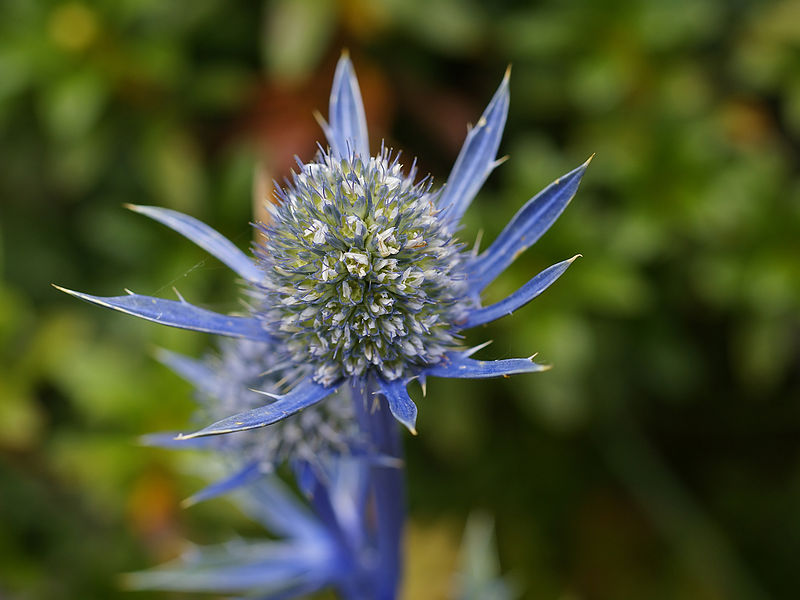 Файл:Eryngium bourgatii.jpg