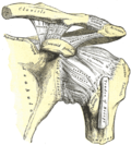 Thumbnail for Acromioclavicular joint