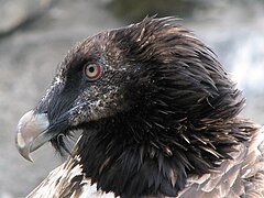 The juvenile bird is mostly dark