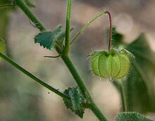 Herissantia crispa az fruit.jpg