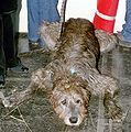 Irish Wolfhound