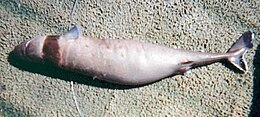 a small shark lying belly-up, with a clear dark brown band around the throat