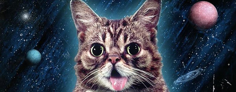 File:Lil-Bub-2013.jpg