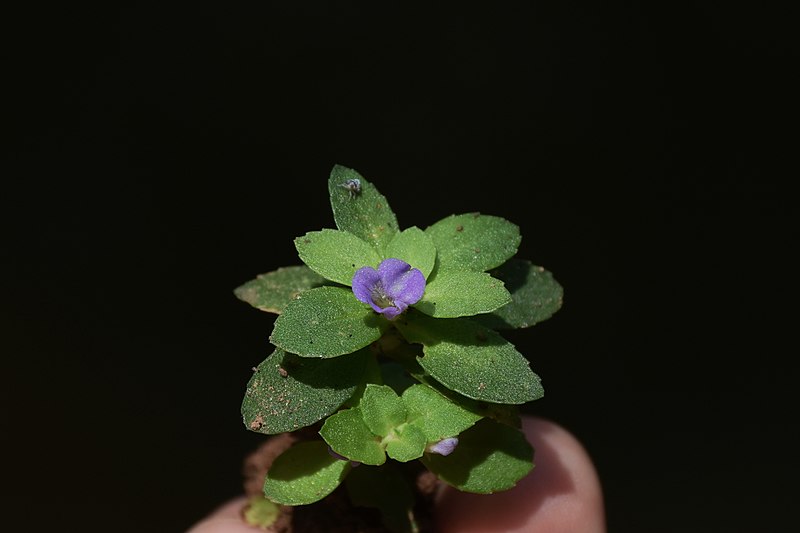 File:Limnophila repens flower.jpg