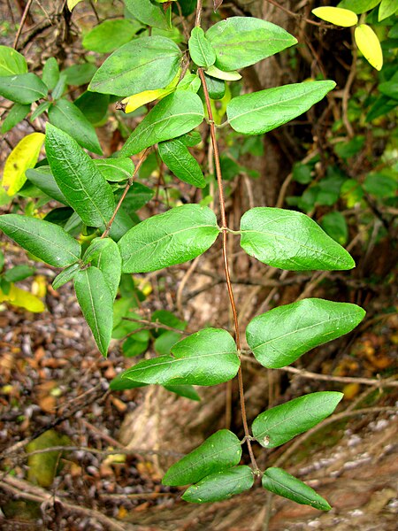 Archivo:Lonicera japonica, Leaf.JPG