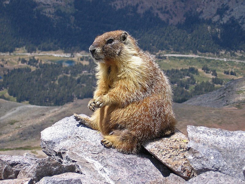 Archivo:Marmot-edit1.jpg