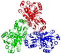 Ornithine transcarbamylase trimer