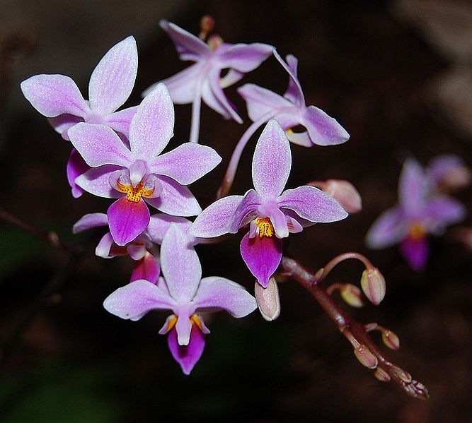 File:Phalaenopsis equestris.jpg