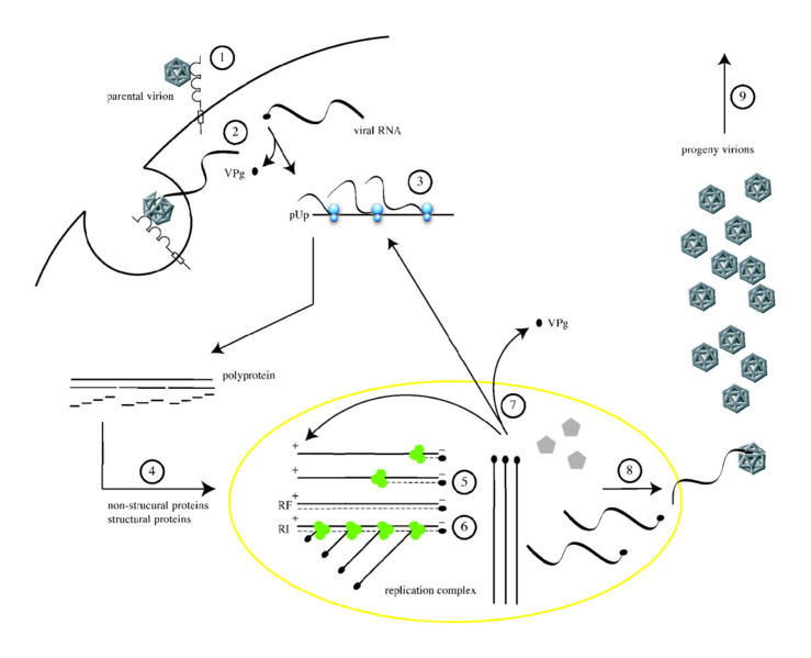 File:Poliovirus life cycle.png