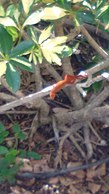 Anolis sagrei, Ft. Lauderdale, Flórida