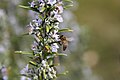 Bee landing on rosemary bush