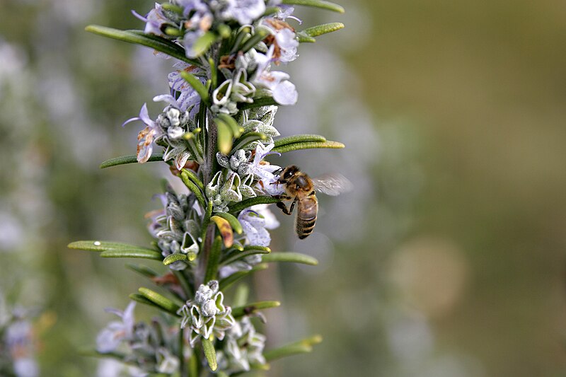 File:Rosemary with bee landing02.jpg