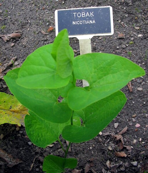 File:Tobak Nicotiana ubt.jpeg