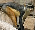 Wolf's mona monkey