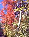 Birch tree (foreground), showing characteristic white bark