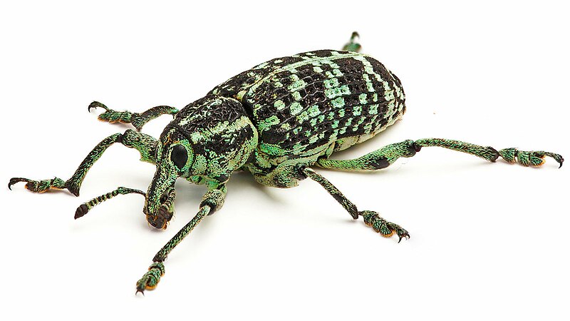 File:Botany Bay Weevil Feb09.jpg