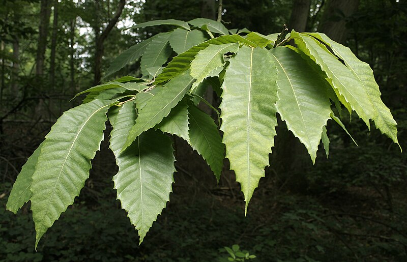 File:Castanea dentata.jpg