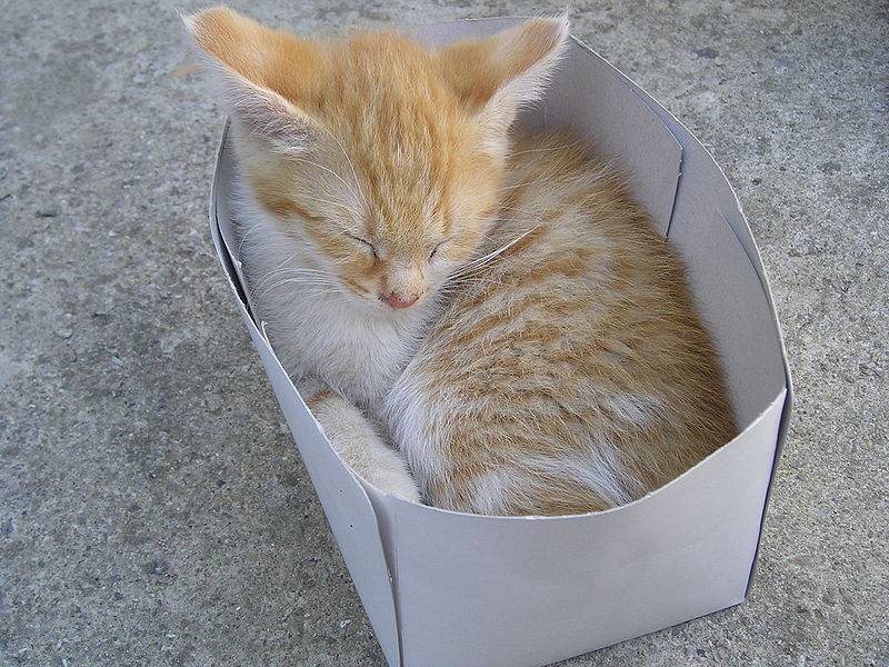 File:Cat into the box.jpg