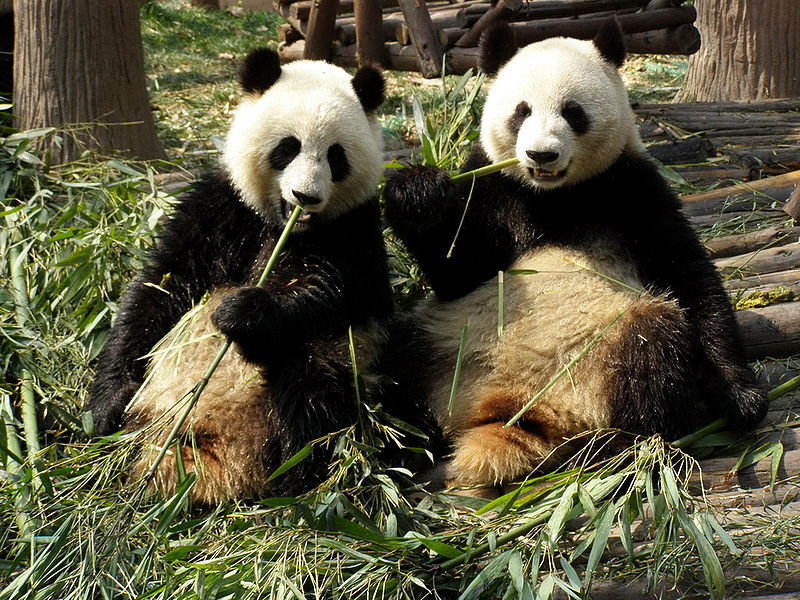 File:Chengdu pandas eating.jpg