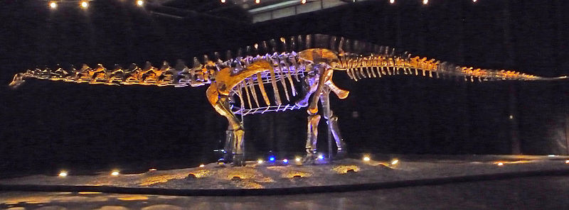 File:Einstein Apatosaurus.jpg