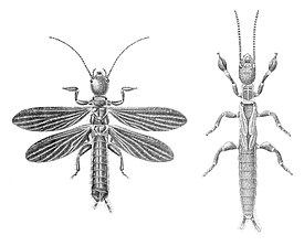 Эмбия Embia major (крылатый самец и бескрылая самка)