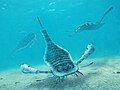 Some Paleozoic sea scorpions (Eurypterus shown) were larger than a human.