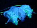 Image 8Genetically engineered mice expressing green fluorescent protein, which glows green under blue light. The central mouse is wild-type. (from Engineering)