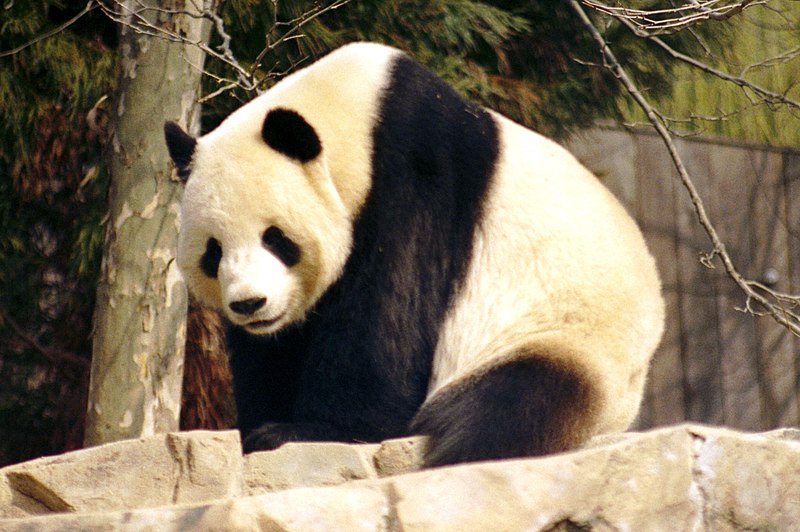 Файл:Giant Panda 2004-03-2.jpg