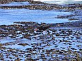 Feeding on the rocky shore