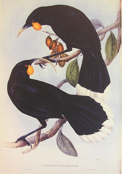 File:Huia pair illustration.jpg