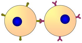 Dos células que se comunican a través de sus respectivas moléculas de superficie