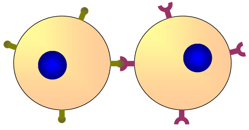 Archivo:Illustration of Cell-Cell Recognition.png