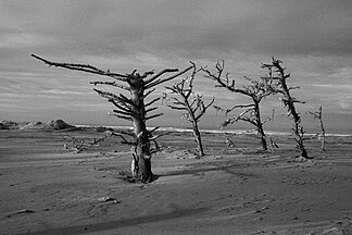 The dynamic Lanphere Dunes in Humboldt County exemplify the coastal dune forest ecosystem.