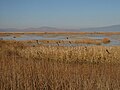 Lower Klamath Lake