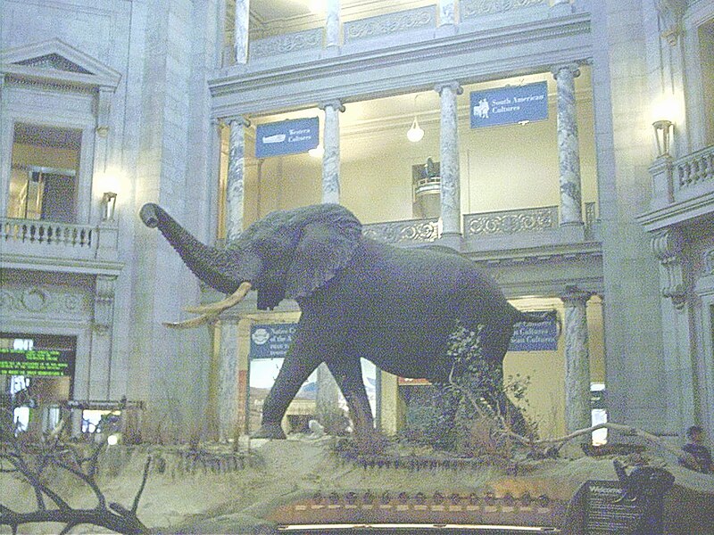 Файл:Nationalmuseumofnaturalhistory.jpg