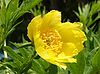 Paeonia ludlowii