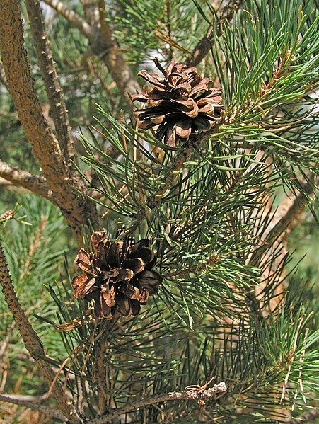 Файл:Pinus-sylvestris-cone-2.jpg