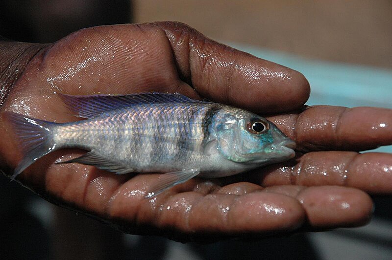 Файл:Placidochromis electra Chambo.jpg