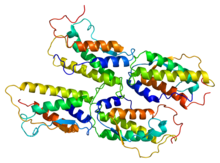 Protein KITLG PDB 1exz.png