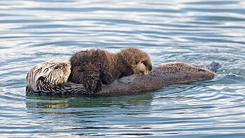 Sea otter