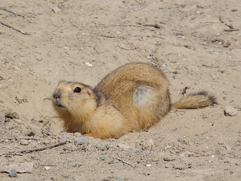 Файл:Spermophilus fulvus Baikonur 02.jpg