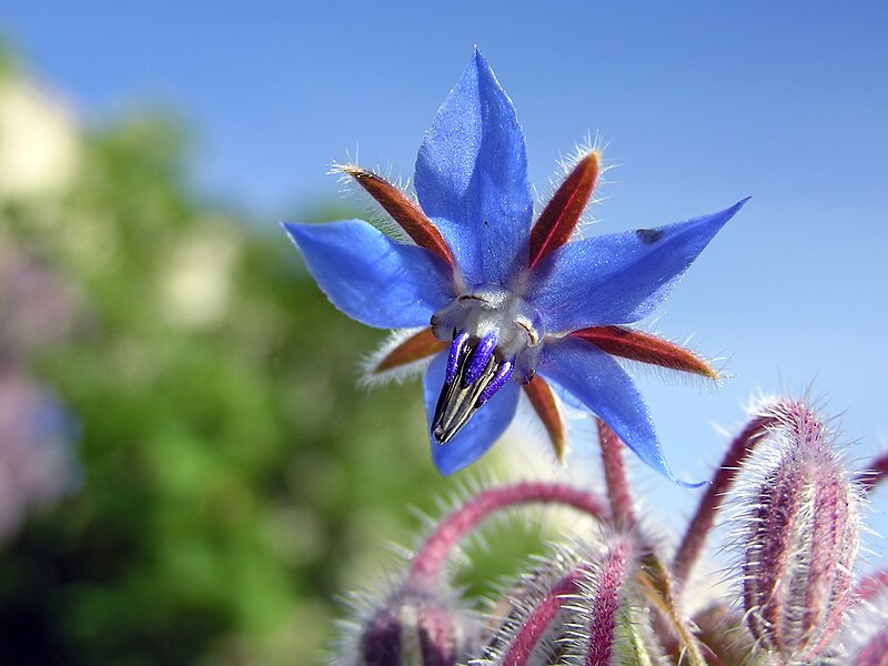 File:Starflower 1.jpg