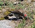 Female Yellow-shafted Flicker