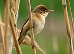 Thumbnail for Common reed warbler