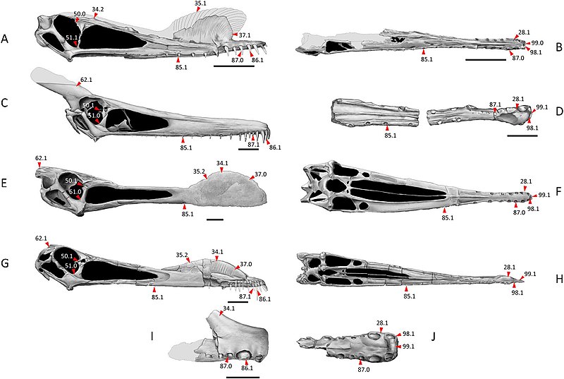 File:Anhangueria skulls.jpg