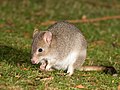 Bettongia gaimardi (Potoroidae)