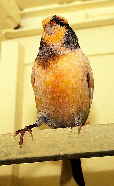 File:Canary perched inside cage.jpg