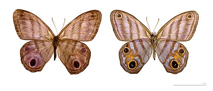 Museum specimen ♂ Both side