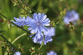 Cichorium intybus L.